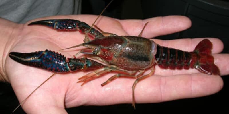A large crayfish is held in a person's hand. A large crayfish is held in a person's hand.
