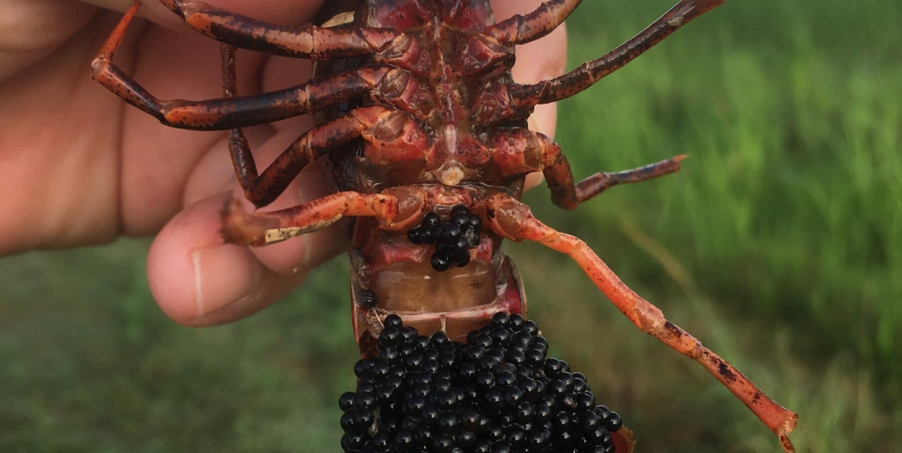 A person is holding a lobster-like creature with clusters of black eggs beneath its body. A person is holding a lobster-like creature with clusters of black eggs beneath its body.
