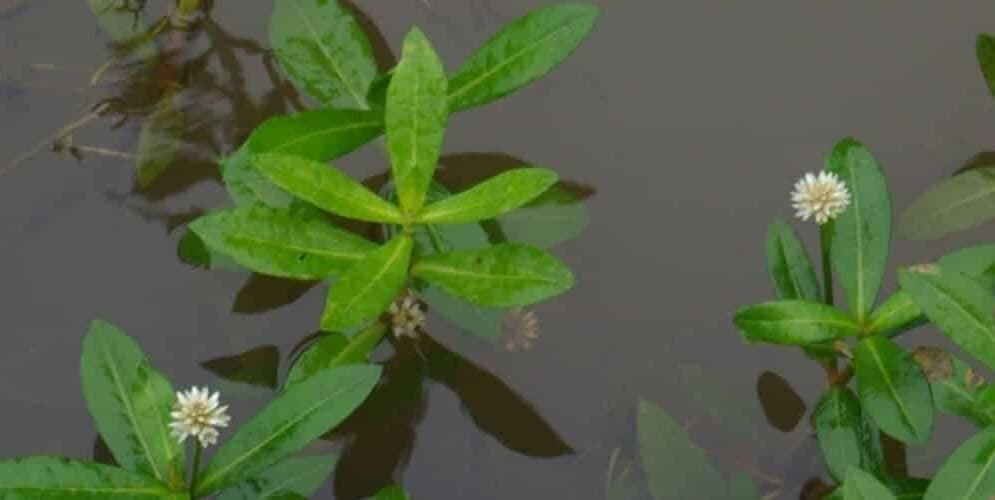 Green leaves and small white flowers emerging from still water. Green leaves and small white flowers emerging from still water.