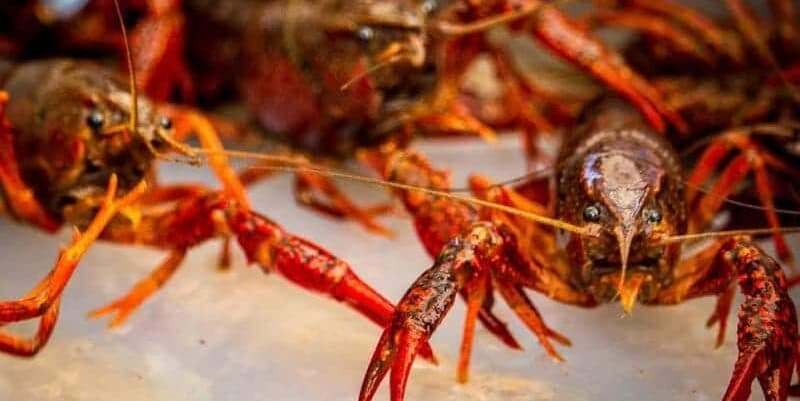 Close-up of several reddish-brown crayfish with prominent claws and antennae. Close-up of several reddish-brown crayfish with prominent claws and antennae.