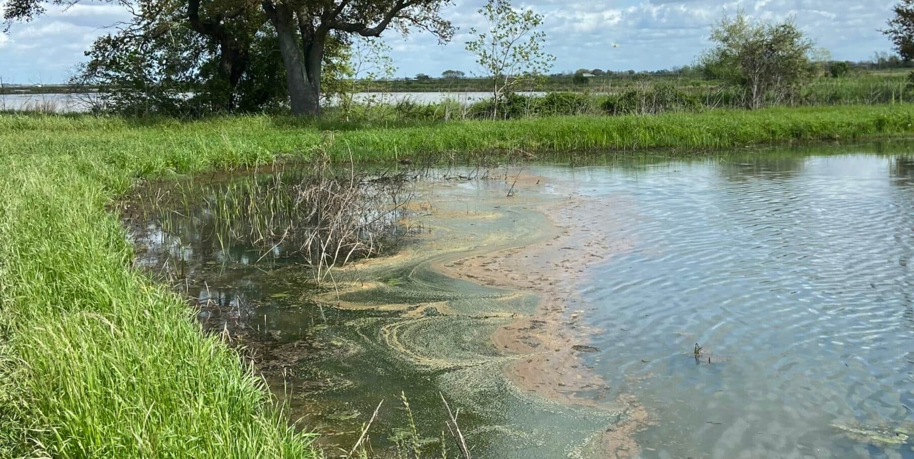 A grassy bank beside a pond with visible algae and natural vegetation under a cloudy sky. A grassy bank beside a pond with visible algae and natural vegetation under a cloudy sky.