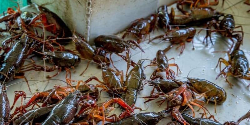A cluster of crawfish on a flat surface. A cluster of crawfish on a flat surface.