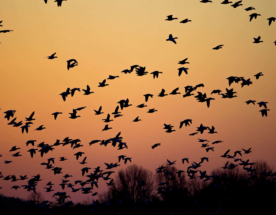 Silhouetted birds in flight against a colorful sunset sky.