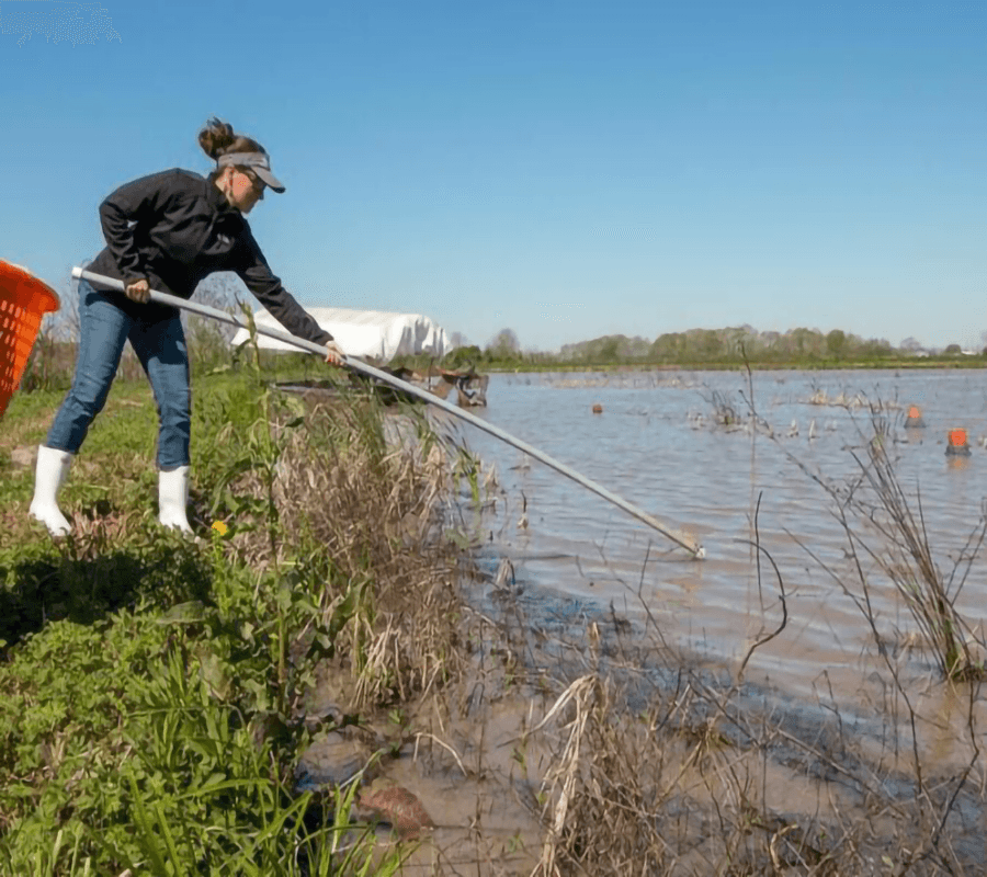 A person in a black jacket and white boots uses a pole to reach into a shallow body of water near a grassy shoreline.