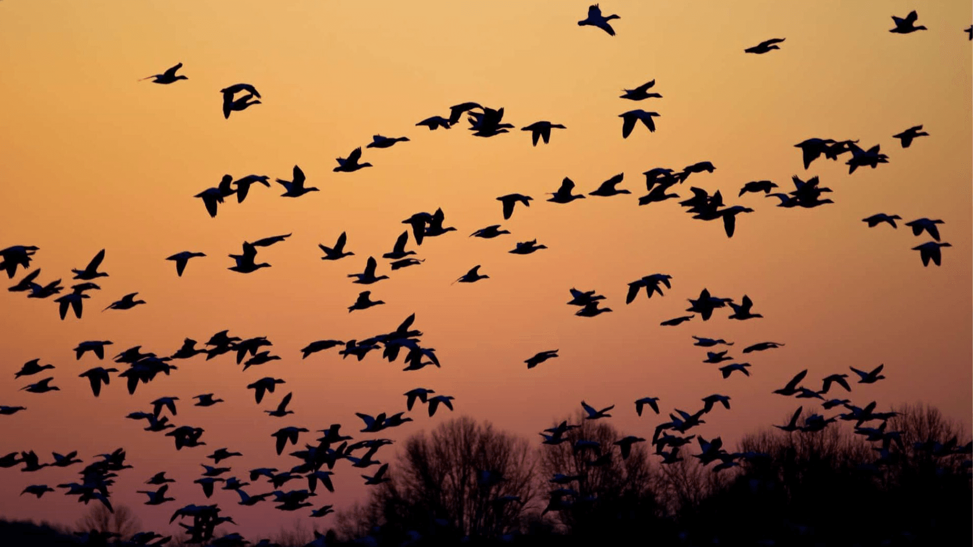 A flock of birds flies against a colorful sunset sky.