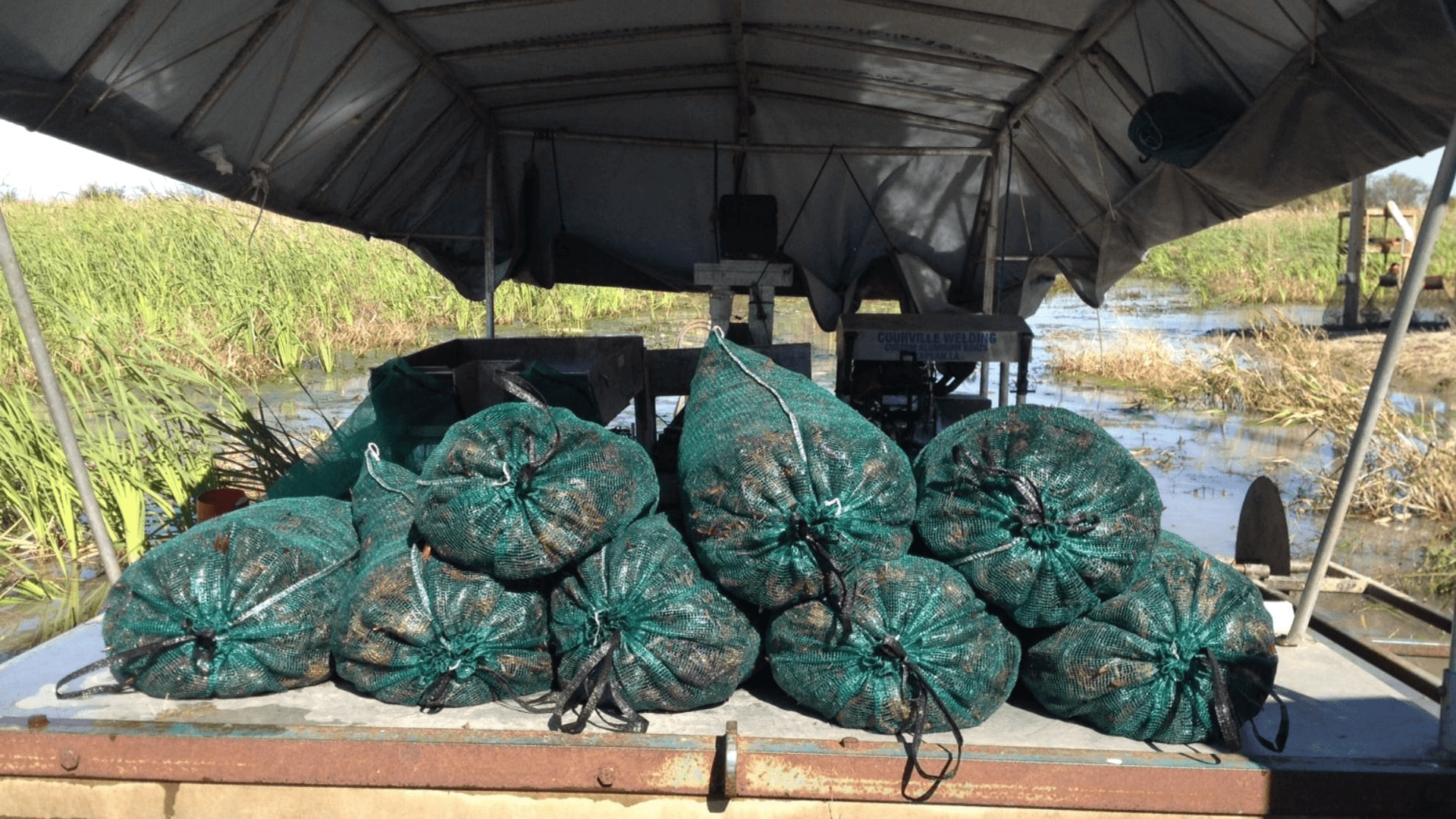 Eight green mesh sacks filled with contents are stacked on a boat in a marshy area.
