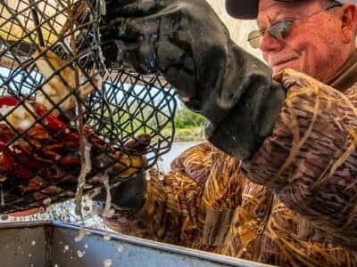 A man in gloves empties a basket of crabs by a waterway.