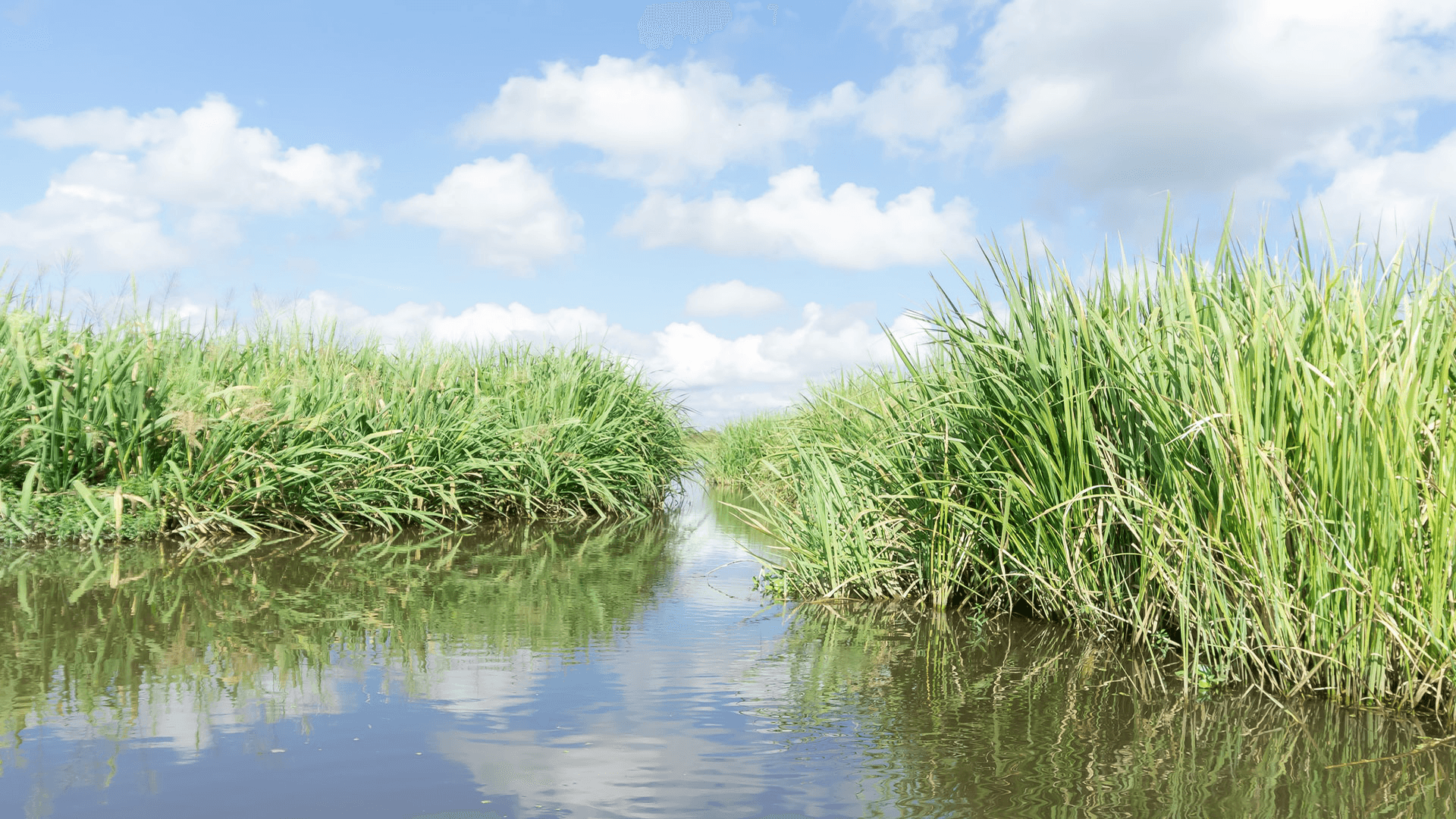 A serene waterway lined with tall green grass under a blue sky with fluffy clouds.