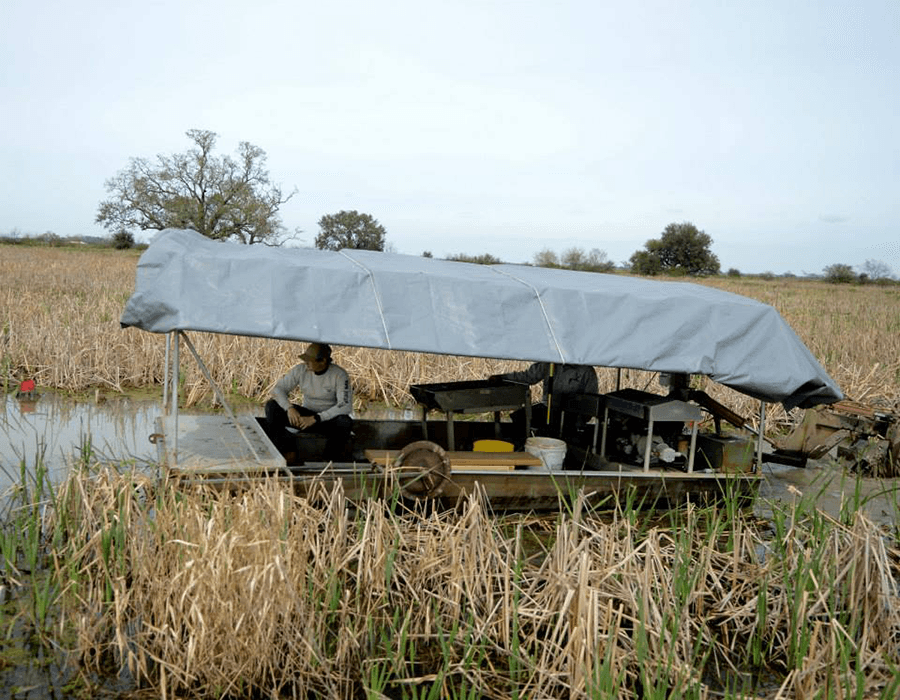 A person sits on a covered flatboat surrounded by tall reeds in a marshy area.
