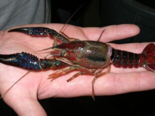 crawfish in hand
