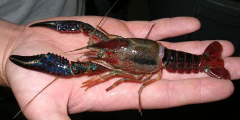 crawfish in hand