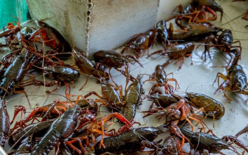 Brief History of Crawfish Farming in Louisiana - Crawfish Haven Bed &  Breakfast
