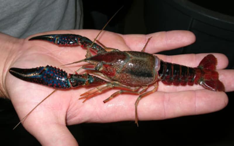 How Long Can Crawfish Live Out of Water?